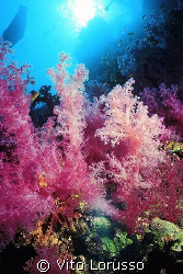 Corals - Dendronephthya Sp. by Vito Lorusso 